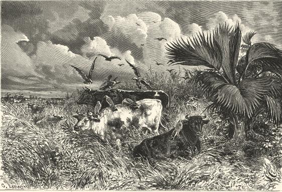 Un pastizal en los llanos: los halcones garrapateros. Grabado de E. Riou. Edouard André. América Pintoresca, 1869.